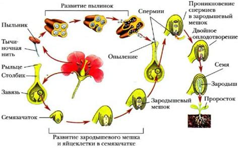 Опыление как процесс воспроизводства растений