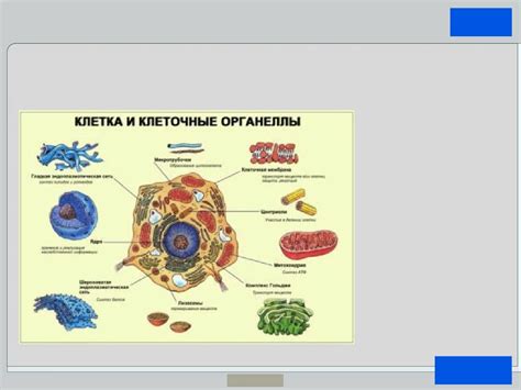 Органеллы: структурные элементы клетки