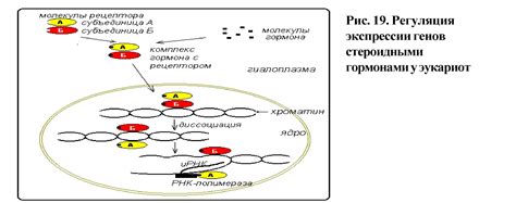 Организация генов