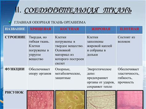 Организация и строение тканей 8 класса