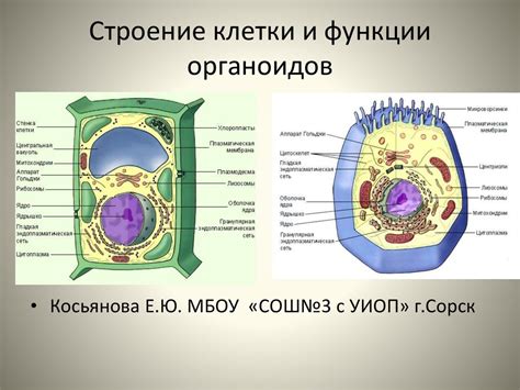 Организация клетки растений и ее особенности