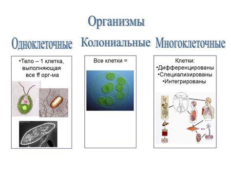 Организменный уровень