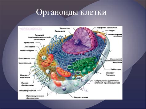 Органоиды в клетке и их взаимодействие