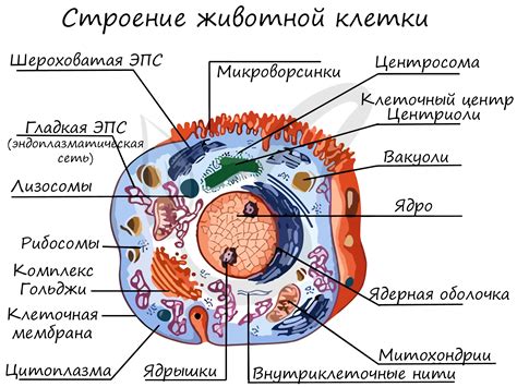 Органоиды клетки водоросли