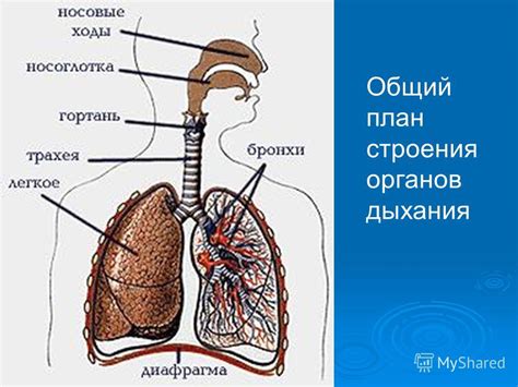 Органы бокового лингвального дыхания