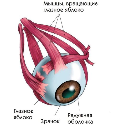 Органы зрения