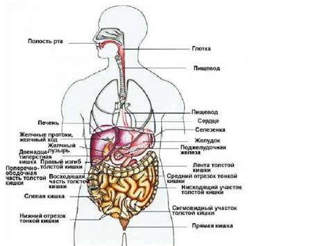 Органы и системы в области паха