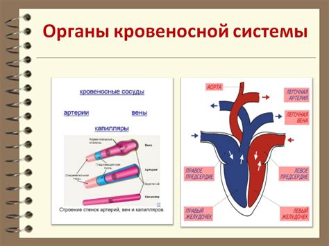 Органы и ткани кровеносной системы