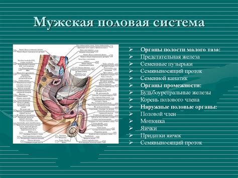 Органы малого таза у мужчин: