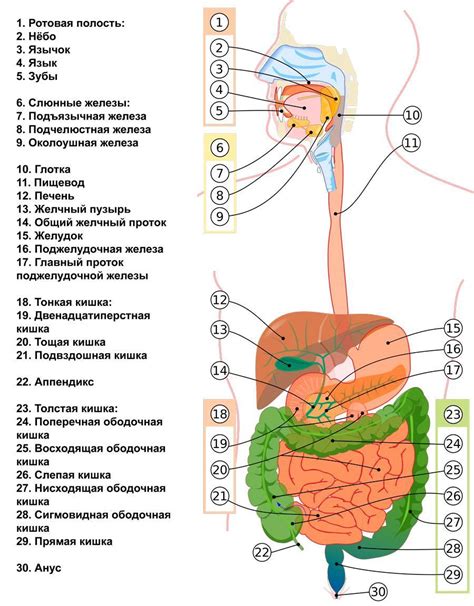 Органы пищеварения: