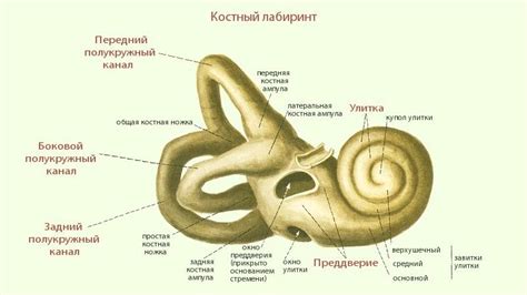 Органы слуха