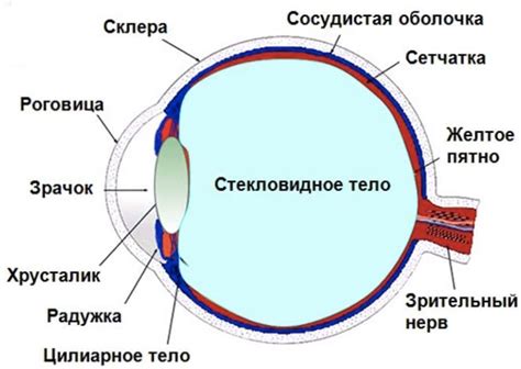 Орган зрения: строение и функции