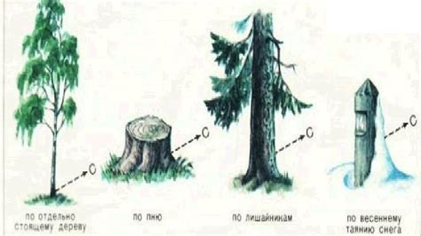 Ориентирование в лесу: полезные советы