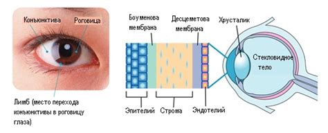 Ороговение роговицы: процесс и его роль