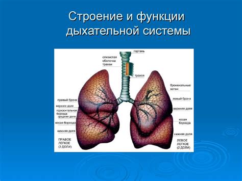 Ослабление дыхательной системы