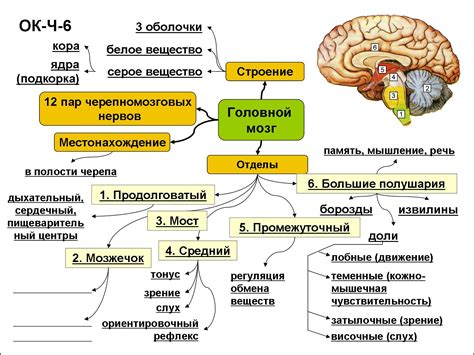 Основное вещество мозга: структура и функции