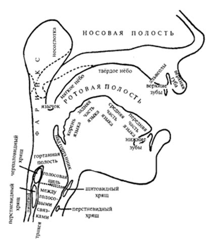 Основные артикуляционные органы