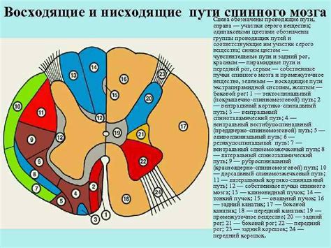 Основные аспекты работы и организации мозга в эссе