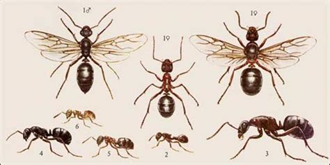 Основные виды лесных муравьев