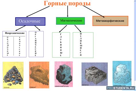 Основные группы и подвиды лора: виды и классификация