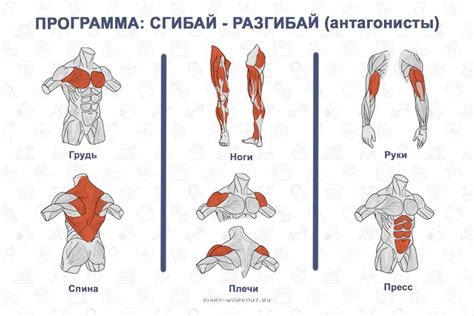 Основные группы мышц, которые можно тренировать с помощью миостимуляции