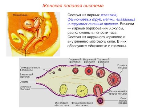 Основные задачи яичников