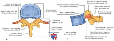 Основные компоненты позвонка