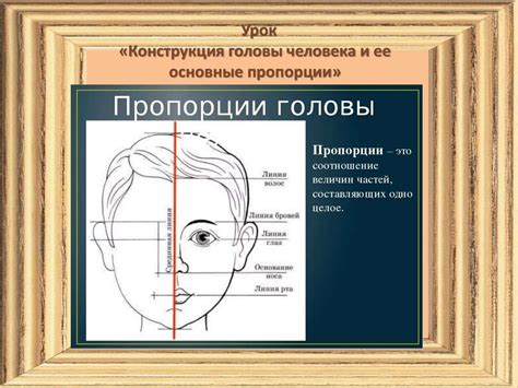 Основные линии и пропорции