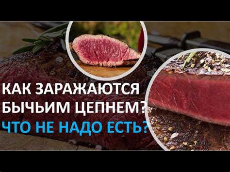 Основные методы предотвращения заражения бычьим цепнем