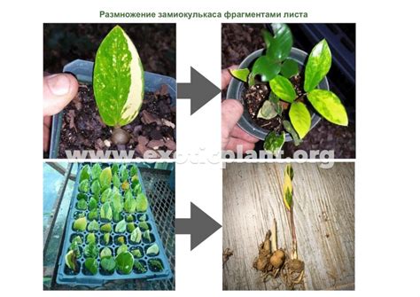 Основные моменты при пересадке и размножении растения