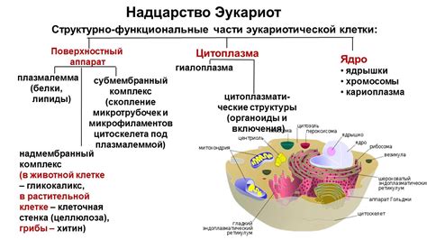 Основные особенности эукариотической клетки