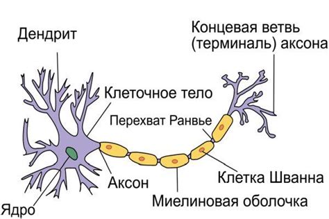 Основные отличия дендритов и аксонов