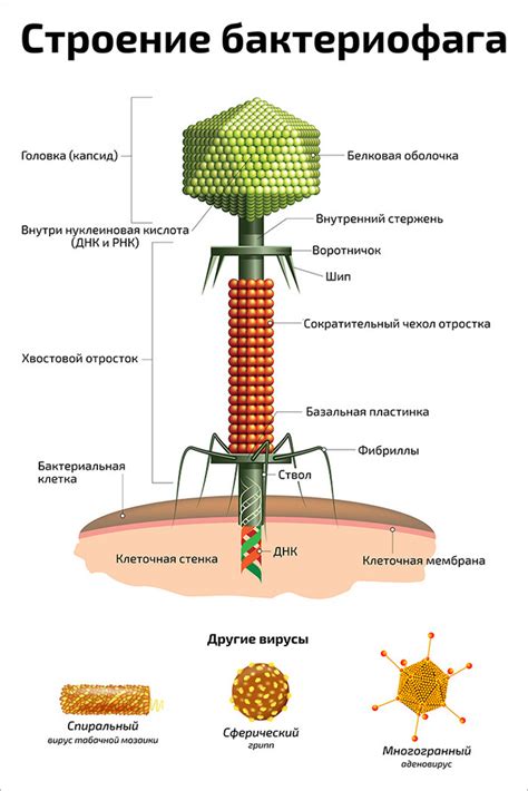 Основные отличия поливалентного и комплексного бактериофага