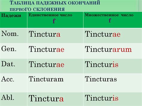 Основные падежи в латинском языке