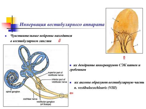 Основные понятия и структура вестибулярного аппарата