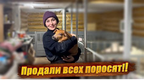 Основные правила и советы по очистке лабрадора