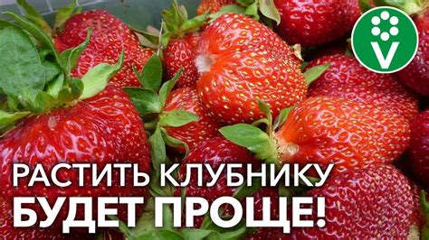 Основные правила ухода за искусственными хрусталиками