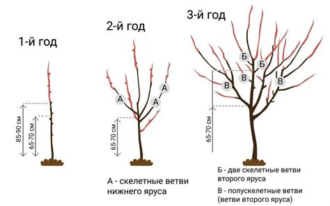 Основные практики обрезки клеродендрона