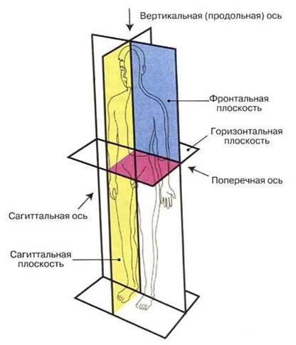 Основные принципы анатомии человека: