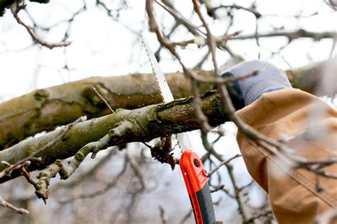 Основные принципы безопасности при обрезке деревьев