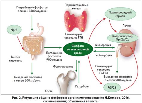 Основные принципы действия Фосфора в организме