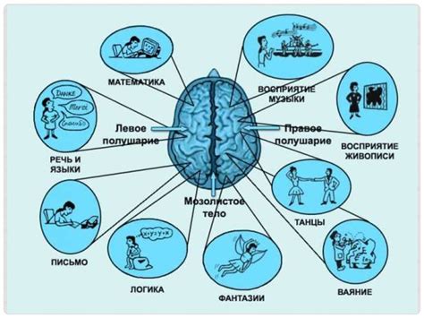 Основные принципы работы дефолт системы мозга