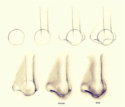 Основные принципы рисования носа для начинающих художников