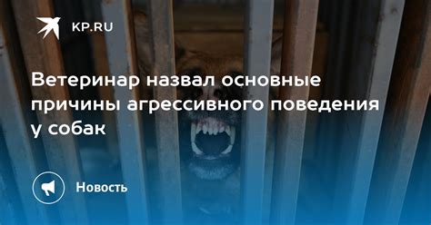 Основные причины агрессивного поведения собаки