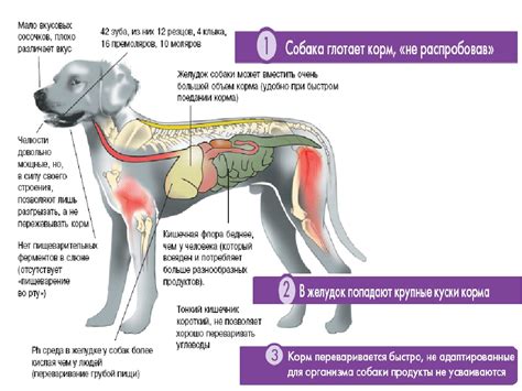 Основные причины рвоты у щенков