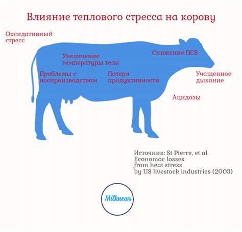 Основные проблемы и их решение при разведении гусей