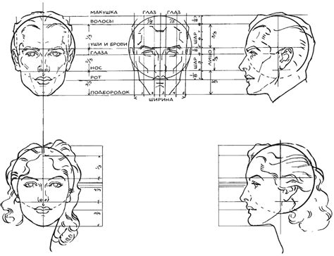 Основные пропорции лица при рисовании портрета мамы