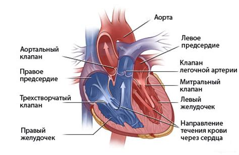 Основные симптомы ложной хорды ЛЖ