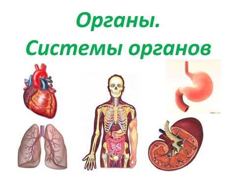 Основные системы органов человека