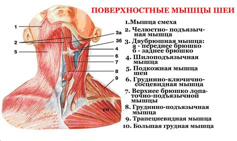 Основные способы расслабления шеи и плечевого пояса: